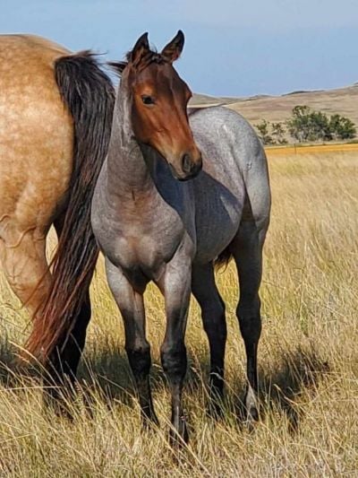 Paddys Gin Venus JW <BR> AQHA 6370870